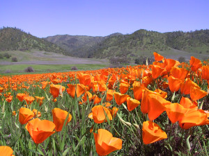 View of Berryessa Snow Mountain National Monument